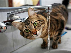 Cat peering out from under a tap. Looking insightful